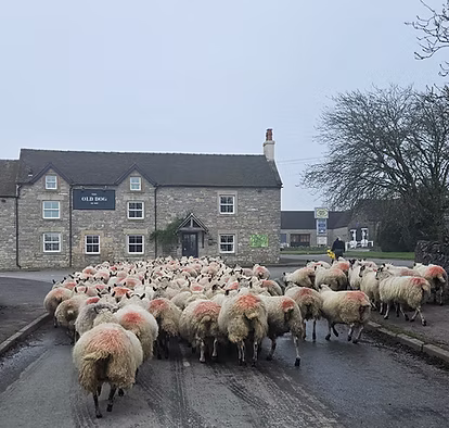 Sheep passing The Old Dog in Thorpe